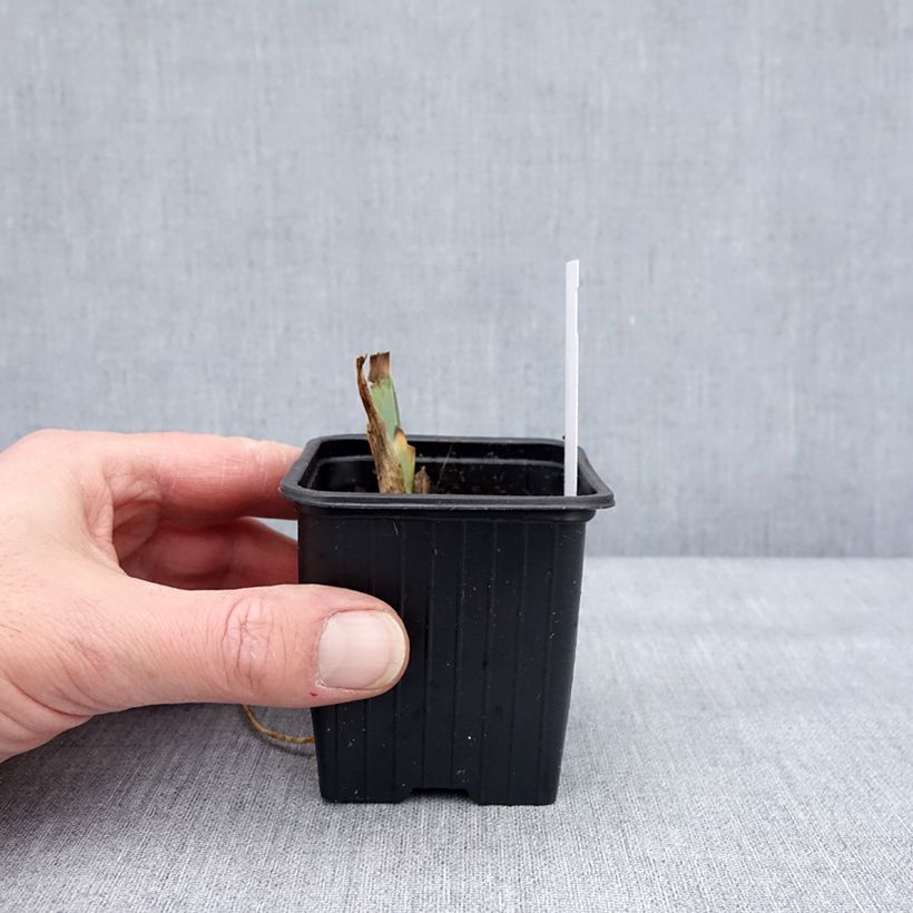 Iris germanica Sultan's Palace - Giaggiolo paonazzo Vasetto da 8/9 cm esemplare consegnato in inverno