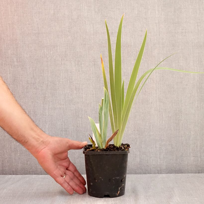 Esemplare di Iris germanica Sunset Sky - Giaggiolo paonazzo Vaso da 1,5L/2L consegnato in estate