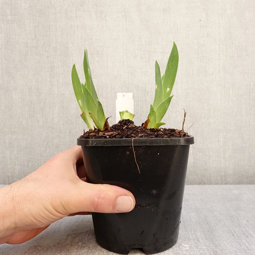 Iris germanica Sunset Sky - Giaggiolo paonazzo Vaso da 1,5L/2L esemplare consegnato in inverno