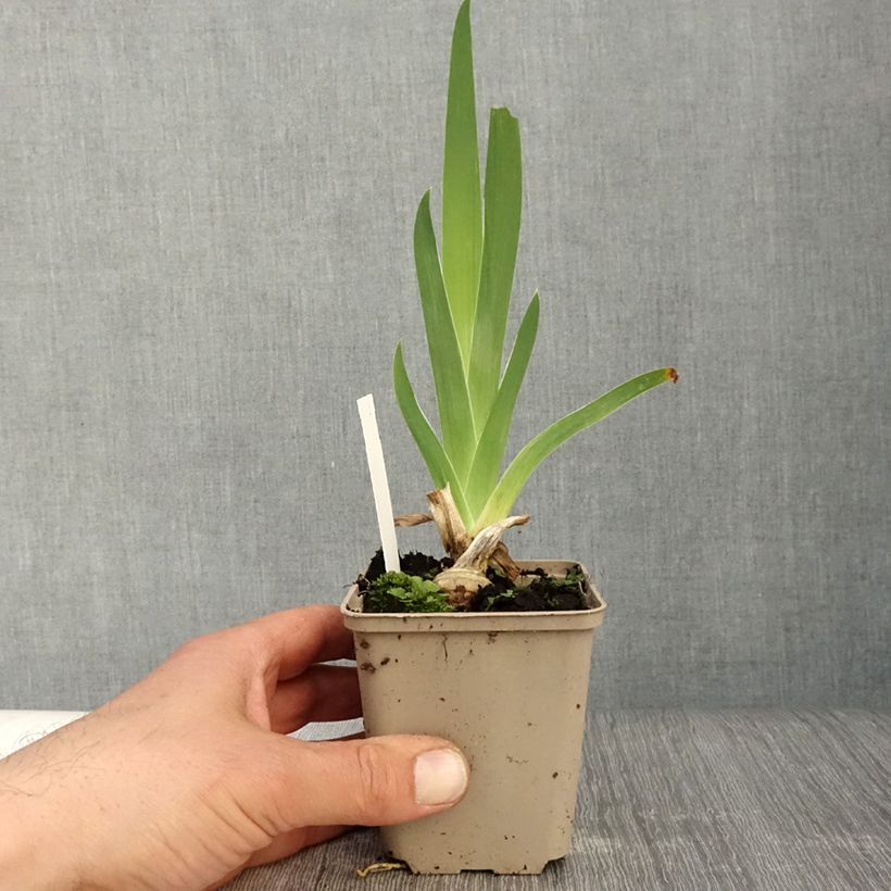 Iris germanica Sunset Sky - Giaggiolo paonazzo Vasetto da 8/9 cm esemplare consegnato in primavera