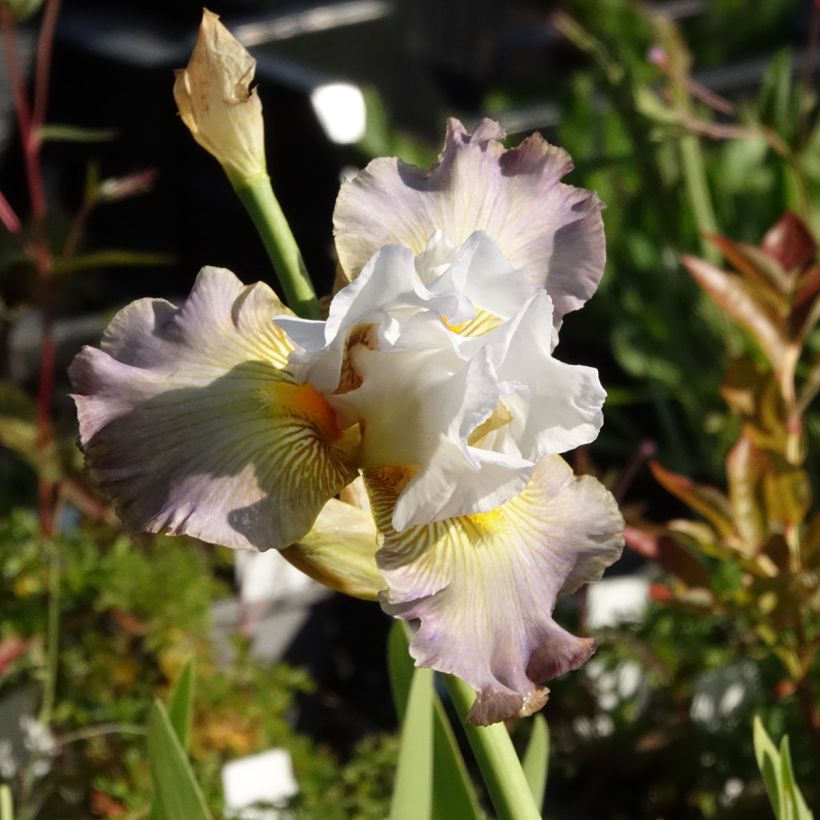 Iris germanica Sur la plage - Giaggiolo paonazzo (Fioritura)