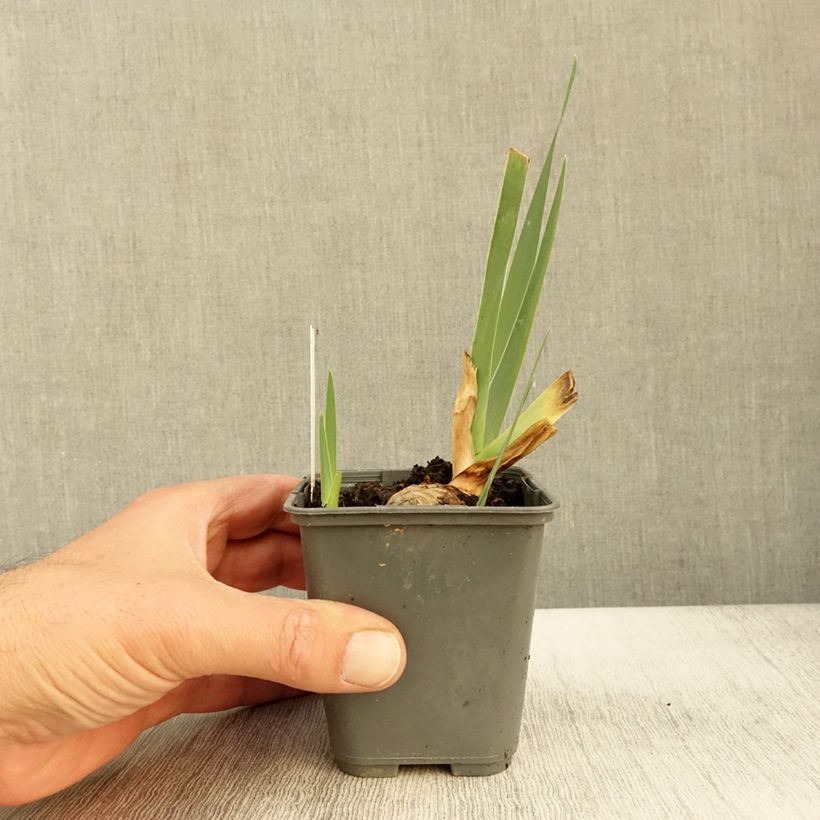 Esemplare di Iris germanica Sur la plage - Giaggiolo paonazzo Vasetto da 8/9 cm come consegnato in autunno
