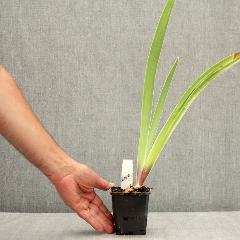 Esemplare di Iris germanica Surface Irisée - Giaggiolo paonazzo Vasetto da 8/9 cm consegnato in estate