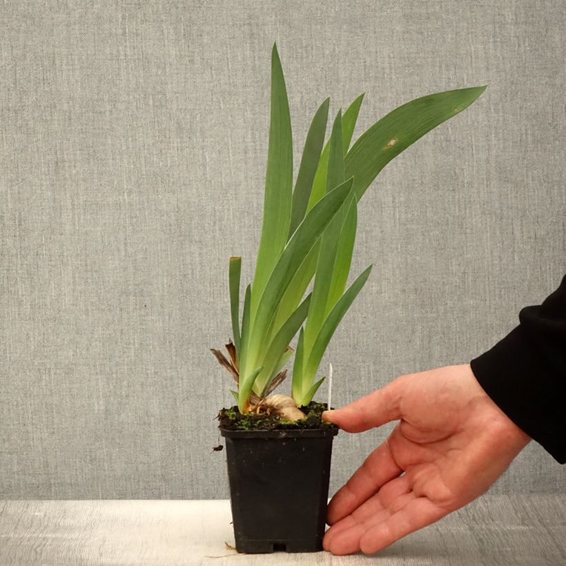 Iris germanica Tabac Blond - Giaggiolo paonazzo Vasetto da 8/9 cm esemplare consegnato in primavera