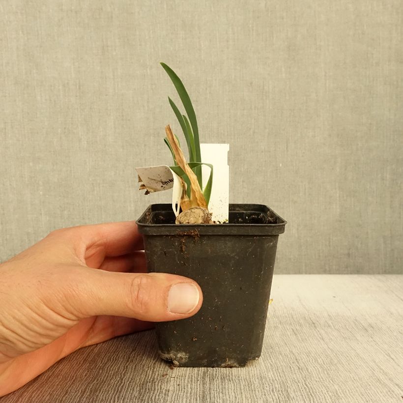 Esemplare di Iris germanica Tel Arlequin - Giaggiolo paonazzo Vasetto da 8/9 cm come consegnato in autunno