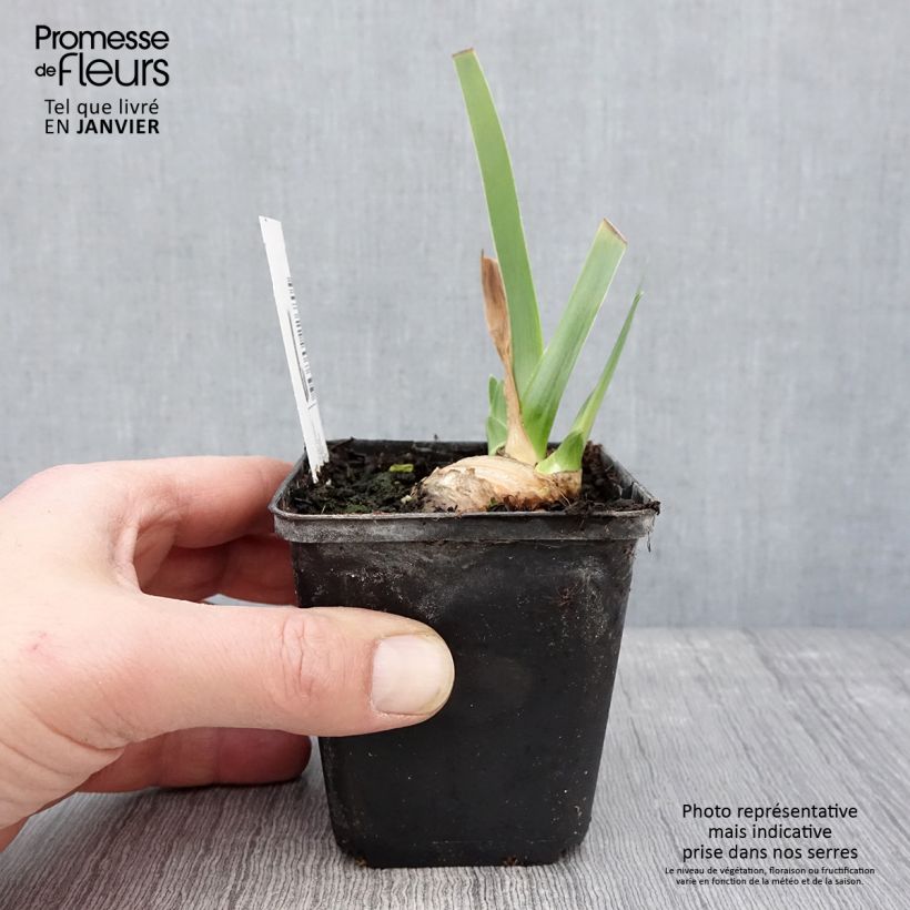 Iris germanica Tel Arlequin - Giaggiolo paonazzo Vasetto da 8/9 cm esemplare consegnato in inverno