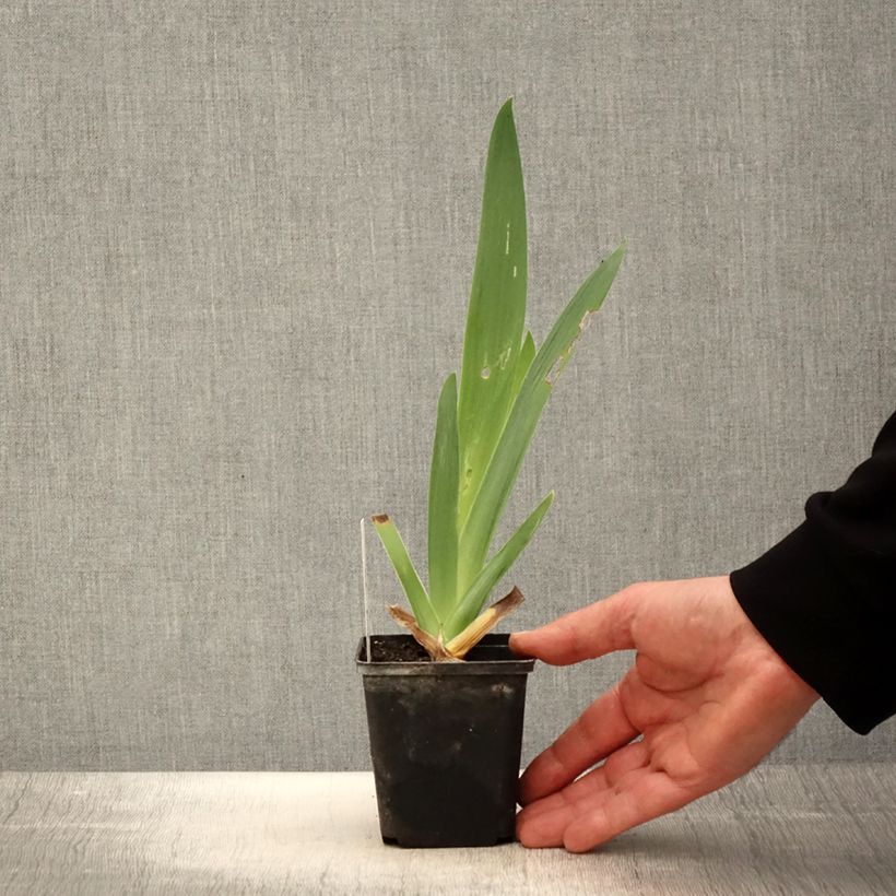 Iris germanica Tel Arlequin - Giaggiolo paonazzo Vasetto da 8/9 cm esemplare consegnato in primavera