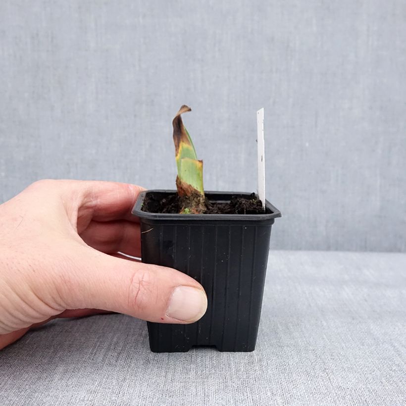 Iris germanica Tuxedo - Giaggiolo paonazzo Vasetto da 8/9 cm esemplare consegnato in inverno