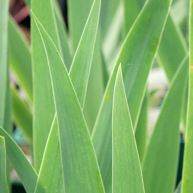 Iris germanica Tuxedo - Giaggiolo paonazzo (Fogliame)