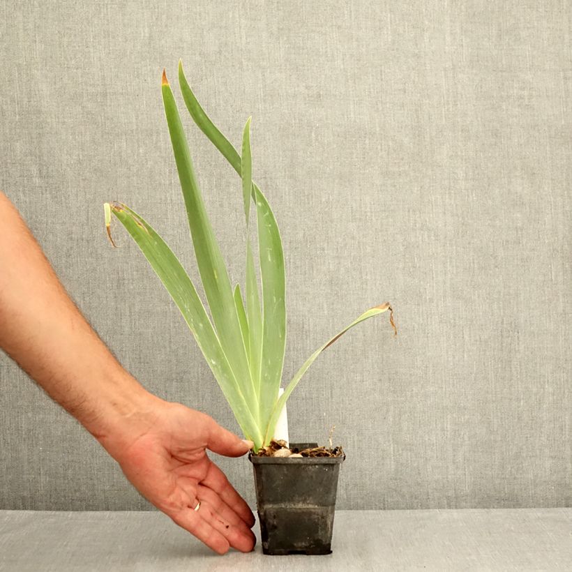 Esemplare di Iris germanica Urluberlu - Giaggiolo paonazzo Vasetto da 8/9 cm consegnato in estate