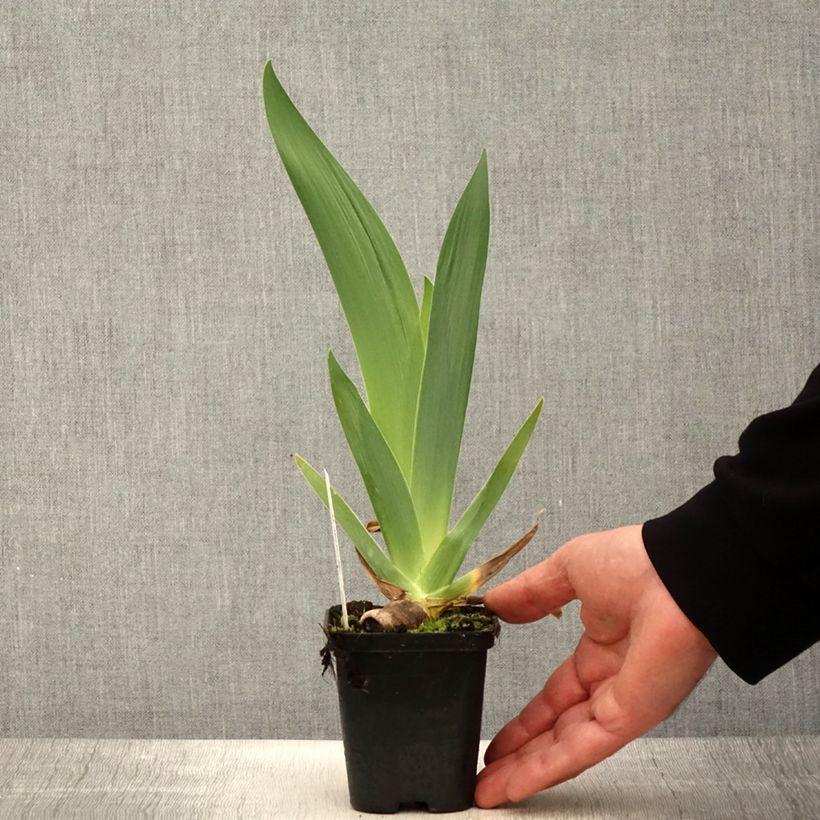 Iris germanica Urluberlu - Giaggiolo paonazzo Vasetto da 8/9 cm esemplare consegnato in primavera