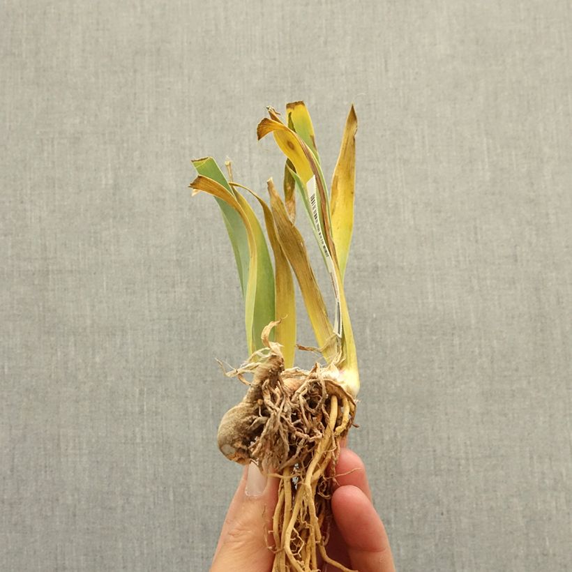 Iris germanica Vieilles Vignes - Giaggiolo paonazzo Rizoma esemplare consegnato in inverno