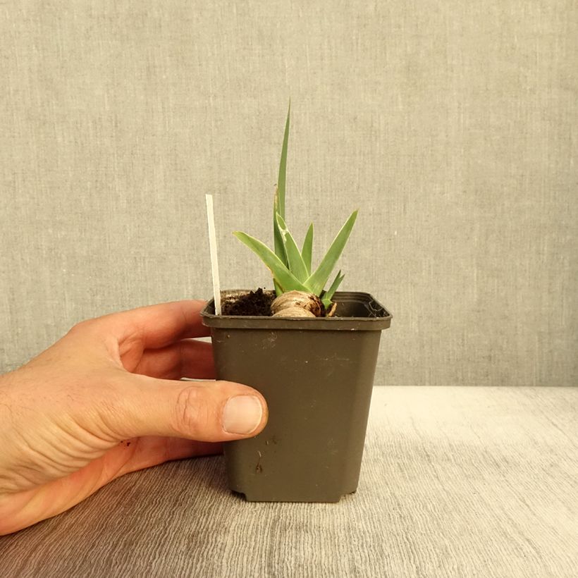 Esemplare di Iris germanica Waterline - Giaggiolo paonazzo Vasetto da 8/9 cm come consegnato in autunno