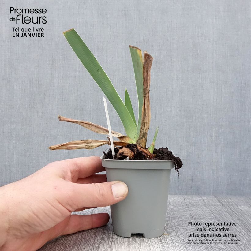 Iris germanica Waterline - Giaggiolo paonazzo Vasetto da 8/9 cm esemplare consegnato in inverno