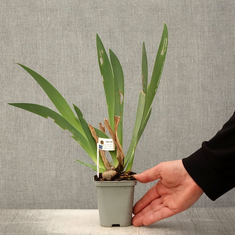 Iris germanica Waterline - Giaggiolo paonazzo Vasetto da 8/9 cm esemplare consegnato in primavera