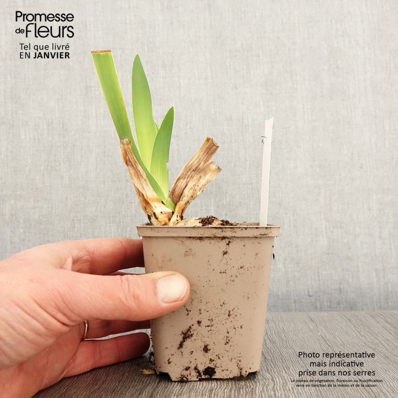 Iris germanica Yaquina Blue - Giaggiolo paonazzo Vasetto da 8/9 cm esemplare consegnato in inverno