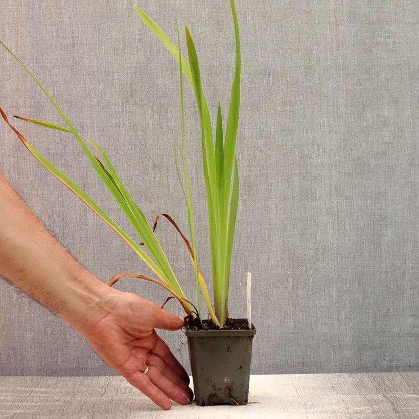 Esemplare di Iris laevigata - Iris giapponese Vasetto da 8/9 cm consegnato in estate