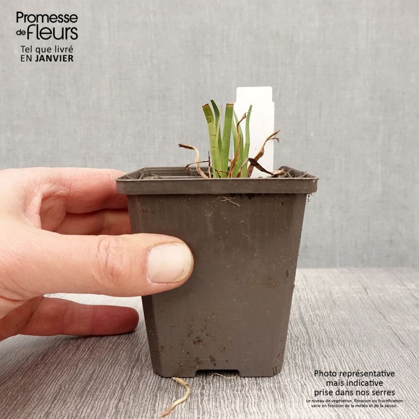 Iris laevigata - Iris giapponese Vasetto da 8/9 cm esemplare consegnato in inverno