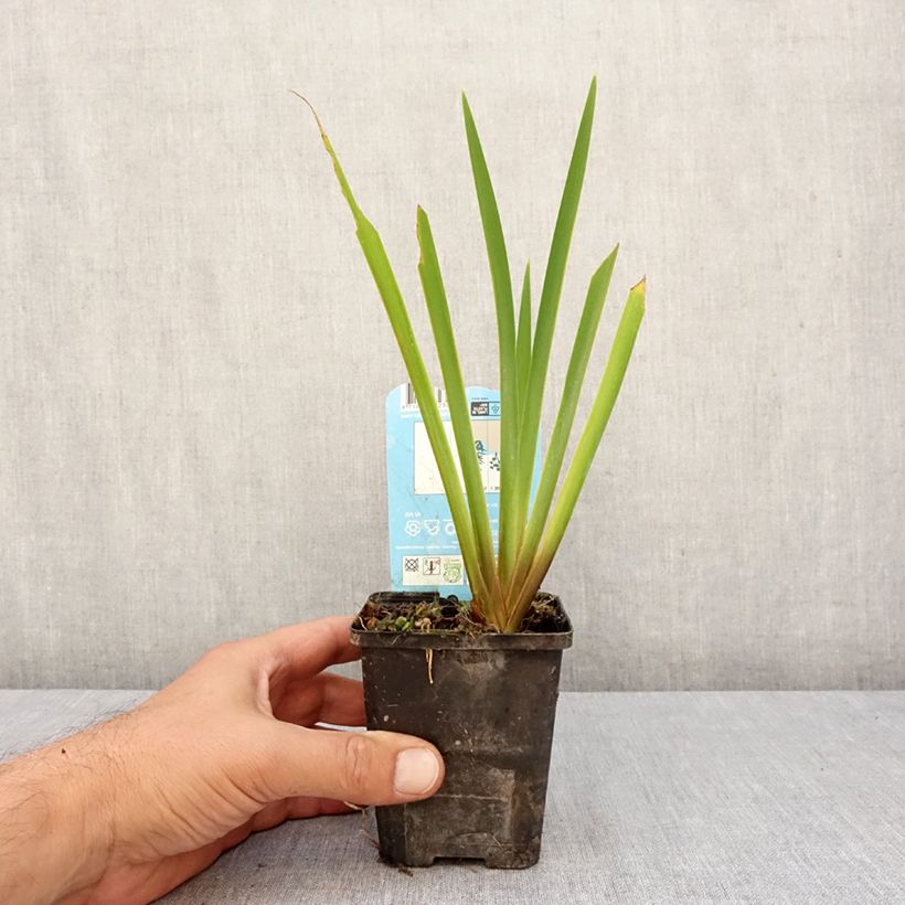 Esemplare di Iris laevigata Mottled Beauty - Iris giapponese Vasetto da 8/9 cm come consegnato in autunno