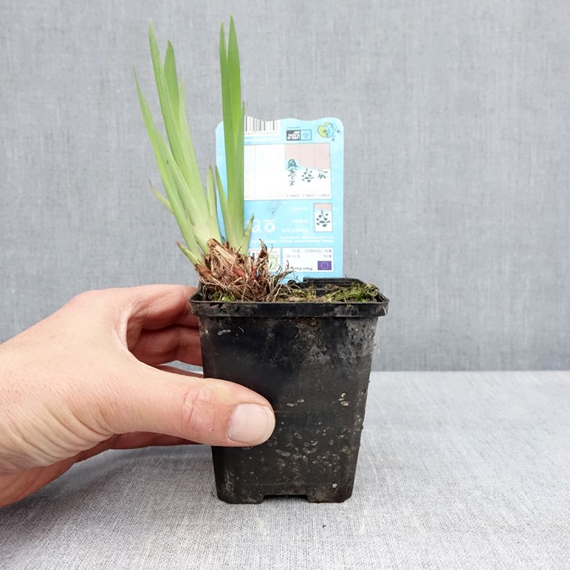 Iris laevigata Snowdrift - Iris giapponese Vasetto da 8/9 cm esemplare consegnato in primavera