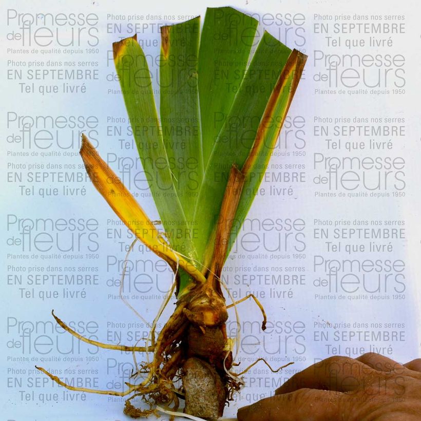 Esempio di esemplare Iris germanica Orange Embers - Giaggiolo paonazzo Rizoma, misura 10/15, qualità extra come consegnato