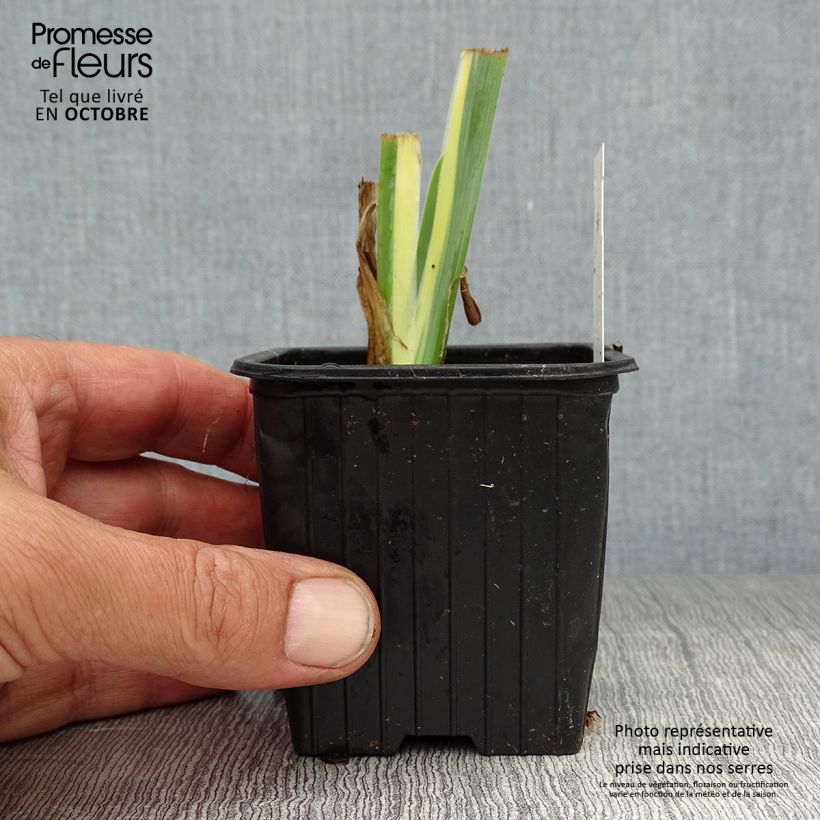 Esemplare di Iris pallida Variegata - Giaggiolo pallido Vasetto da 8/9 cm come consegnato in autunno