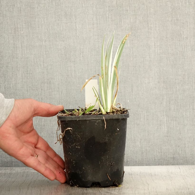 Esemplare di Iris pallida Variegata - Giaggiolo pallido Vaso da 1,5L/2L come consegnato in autunno