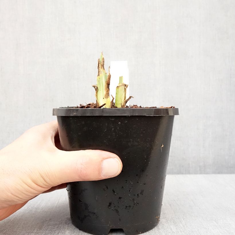 Iris pallida Variegata - Giaggiolo pallido Vaso da 1,5L/2L esemplare consegnato in inverno