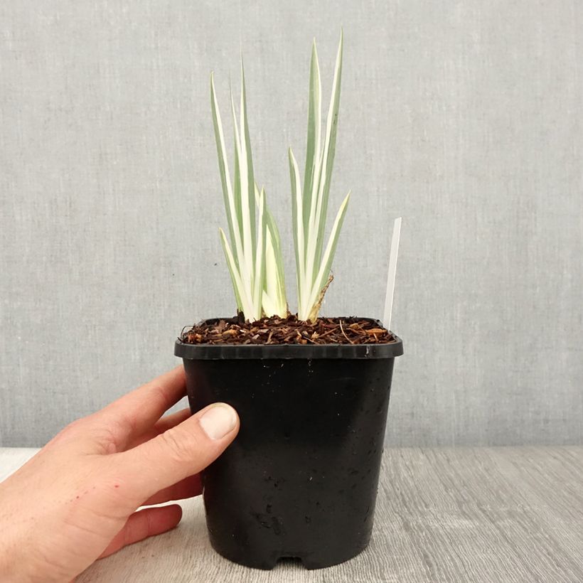 Iris pallida Variegata - Giaggiolo pallido Vaso da 1,5L/2L esemplare consegnato in primavera