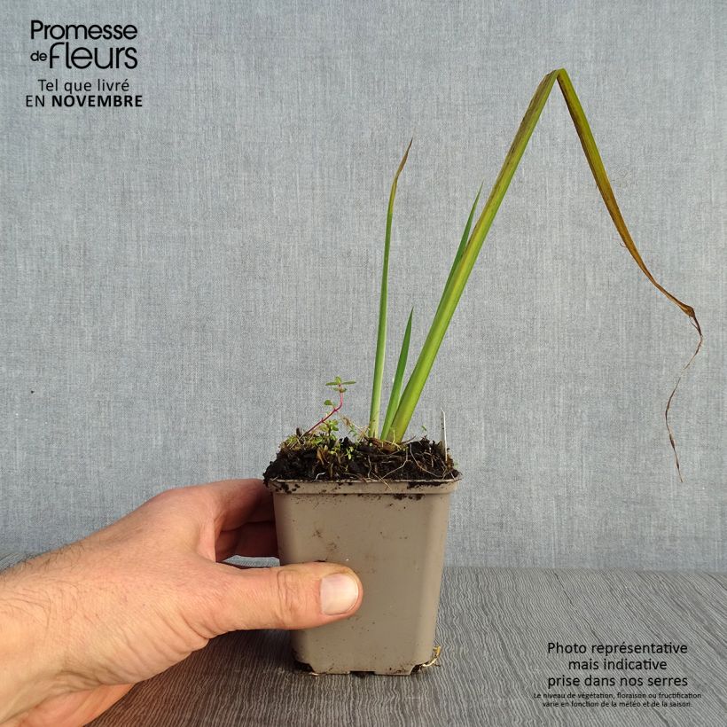 Esemplare di Iris pseudacorus Creme de la Creme - Giaggiolo acquatico Vasetto da 8/9 cm come consegnato in autunno