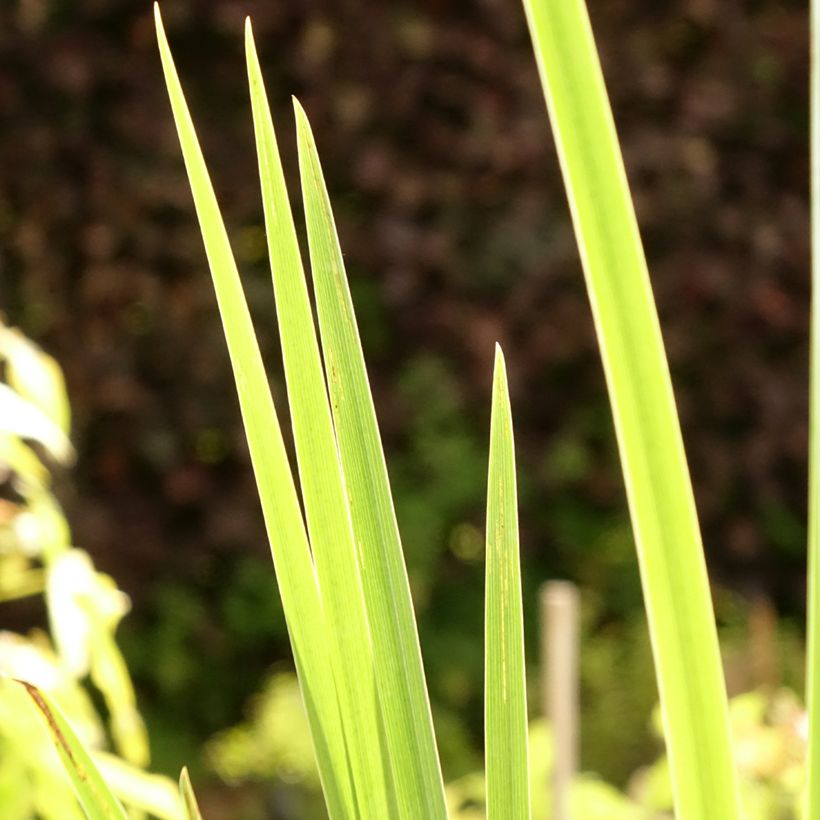 Iris pseudacorus Creme de la Creme - Giaggiolo acquatico (Fogliame)