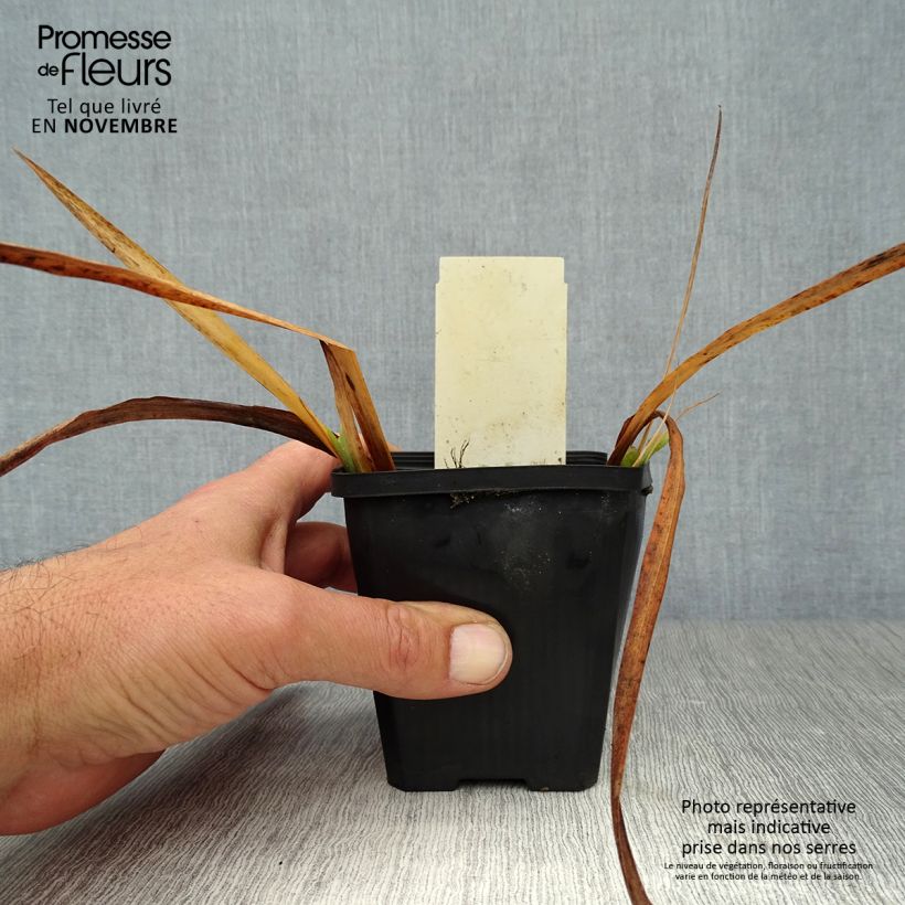 Esemplare di Iris pseudacorus Plena - Giaggiolo acquatico Vasetto da 8/9 cm come consegnato in autunno