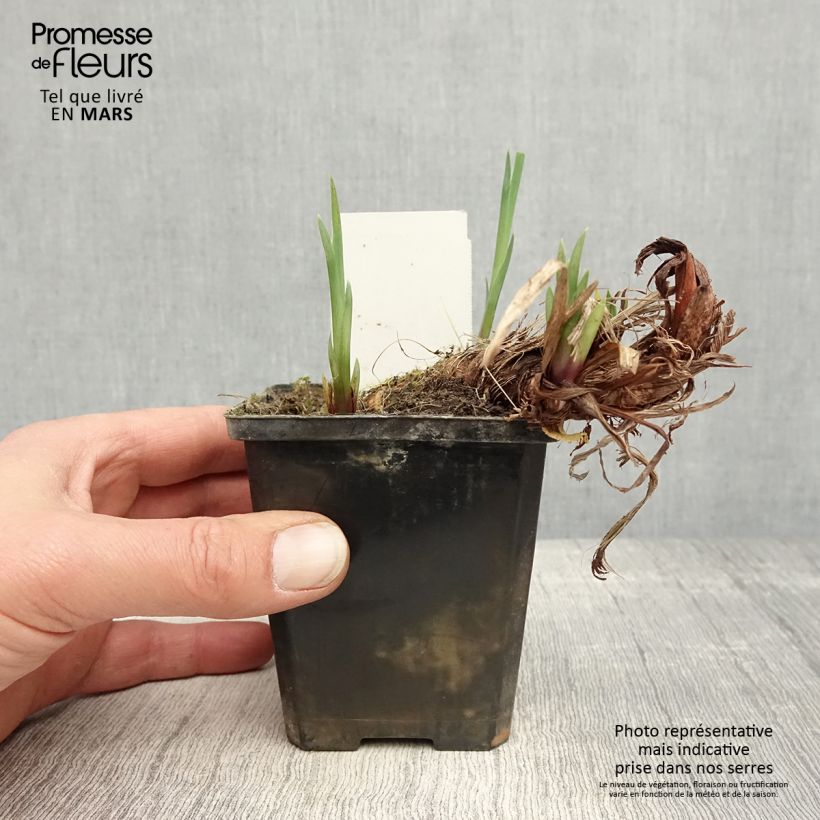 Iris pseudacorus var. bastardii - Giaggiolo acquatico Vasetto da 8/9 cm esemplare consegnato in primavera