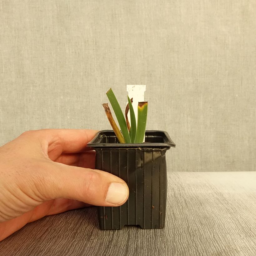 Esemplare di Iris pumila Azurea - Giaggiolo Vasetto da 8/9 cm come consegnato in autunno