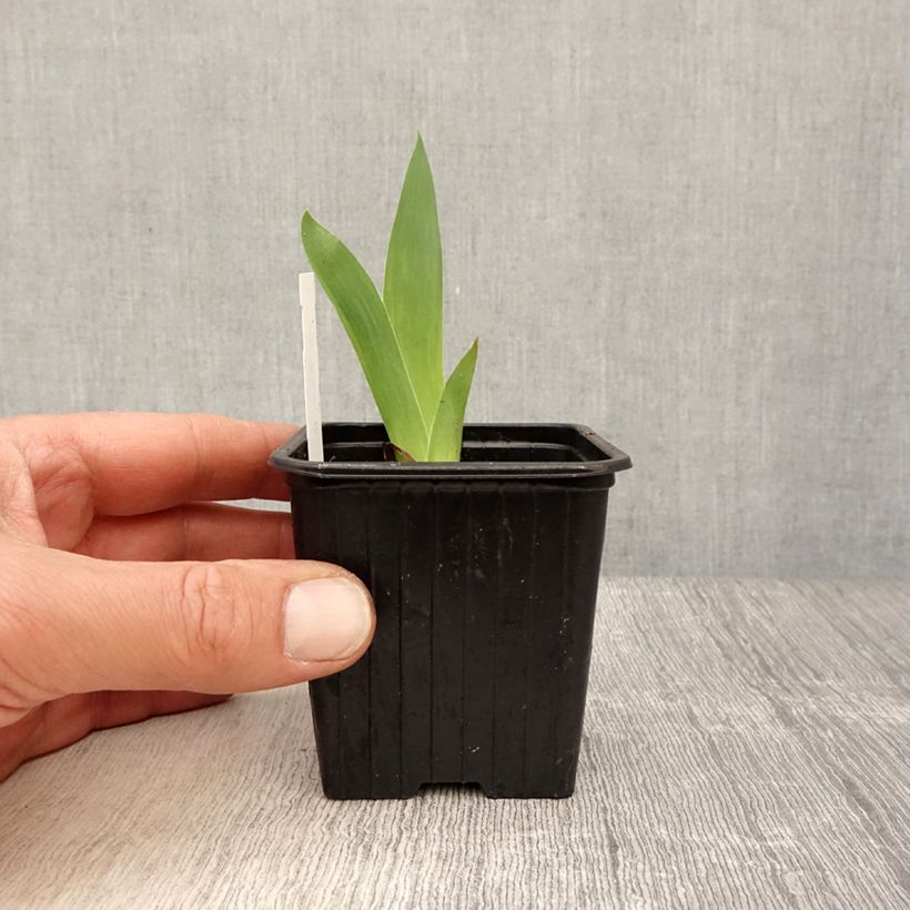 Iris pumila Azurea - Giaggiolo Vasetto da 8/9 cm esemplare consegnato in primavera