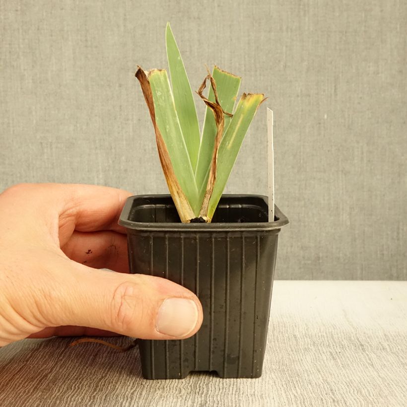 Esemplare di Iris pumila Blue Denim - Giaggiolo Vasetto da 8/9 cm come consegnato in autunno