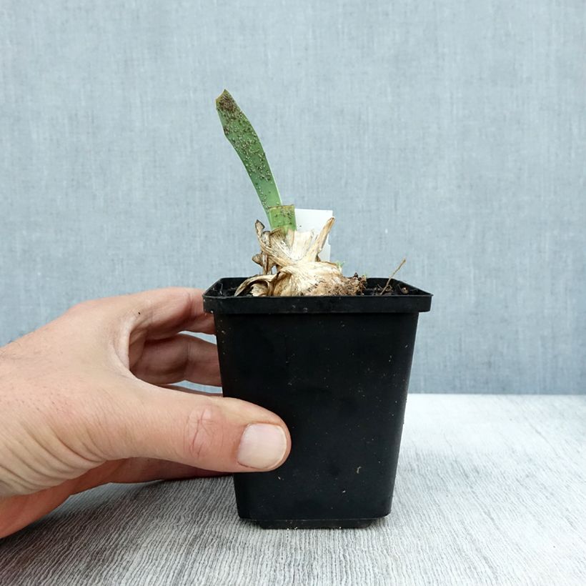 Esemplare di Iris pumila Cherry Garden - Giaggiolo Vasetto da 8/9 cm come consegnato in autunno