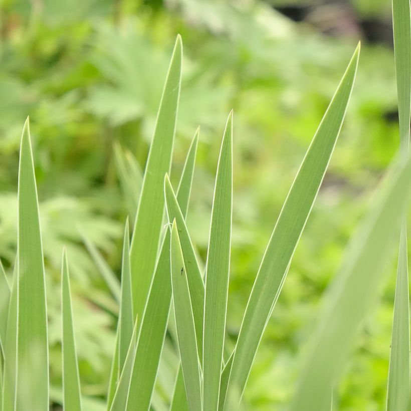 Iris pumila Crispy - Giaggiolo (Fogliame)