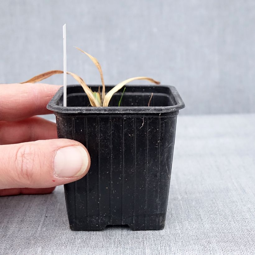 Iris pumila Crispy - Giaggiolo Vasetto da 8/9 cm esemplare consegnato in inverno