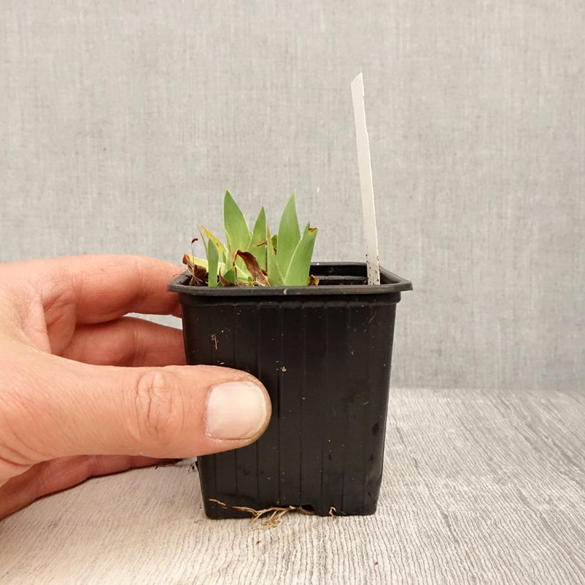 Iris pumila Crispy - Giaggiolo Vasetto da 8/9 cm esemplare consegnato in primavera