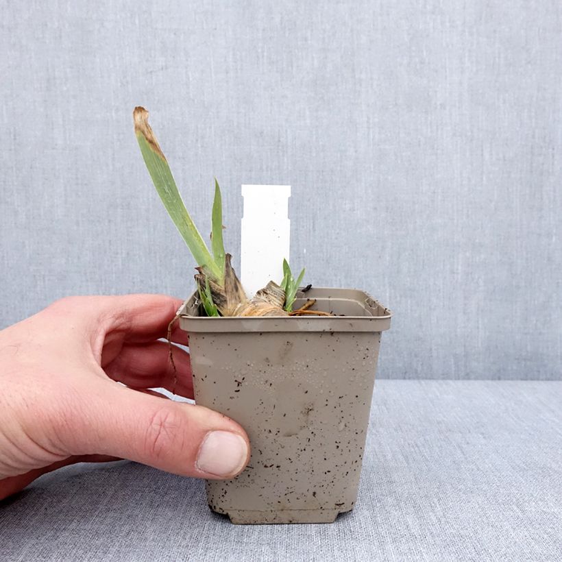 Iris pumila Green Spot - Giaggiolo Vasetto da 8/9 cm esemplare consegnato in inverno