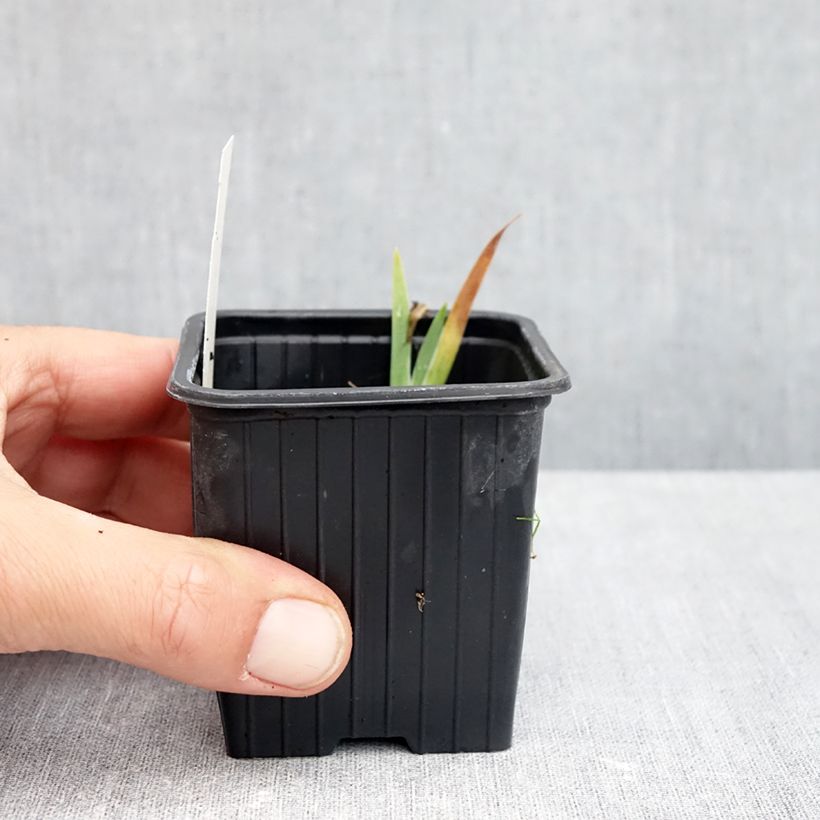 Esemplare di Iris pumila Yellow - Giaggiolo Vasetto da 8/9 cm come consegnato in autunno