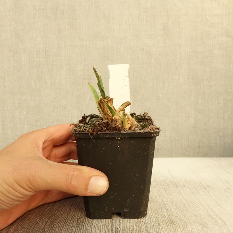 Esemplare di Iris pumila Jewel Baby - Giaggiolo Vasetto da 8/9 cm come consegnato in autunno
