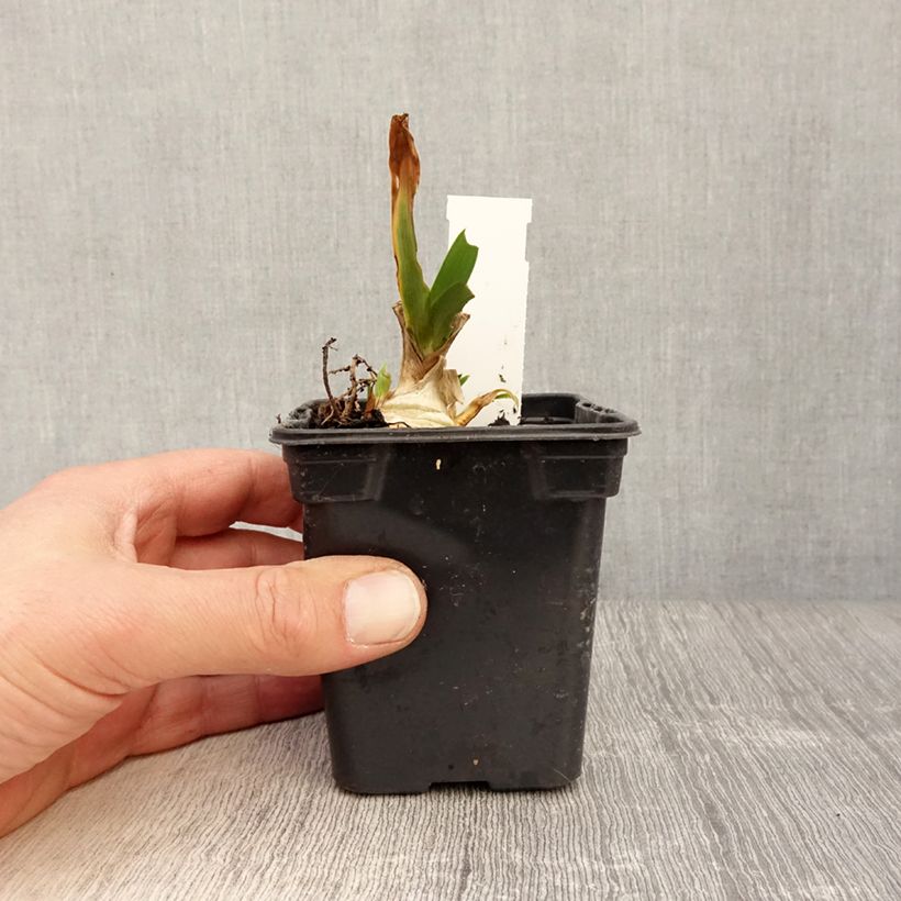 Iris pumila Jewel Baby - Giaggiolo Vasetto da 8/9 cm esemplare consegnato in primavera