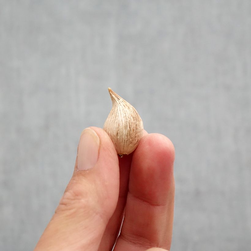 Esemplare di Iris reticulata Blue Note - Giaggiolo Bulbo taglia 5+ come consegnato in autunno