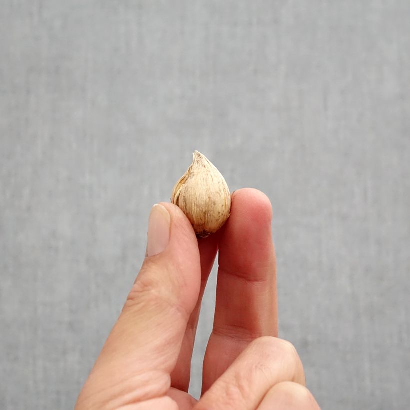 Esemplare di Iris reticulata Cantab - Giaggiolo Bulbo taglia 5+ come consegnato in autunno