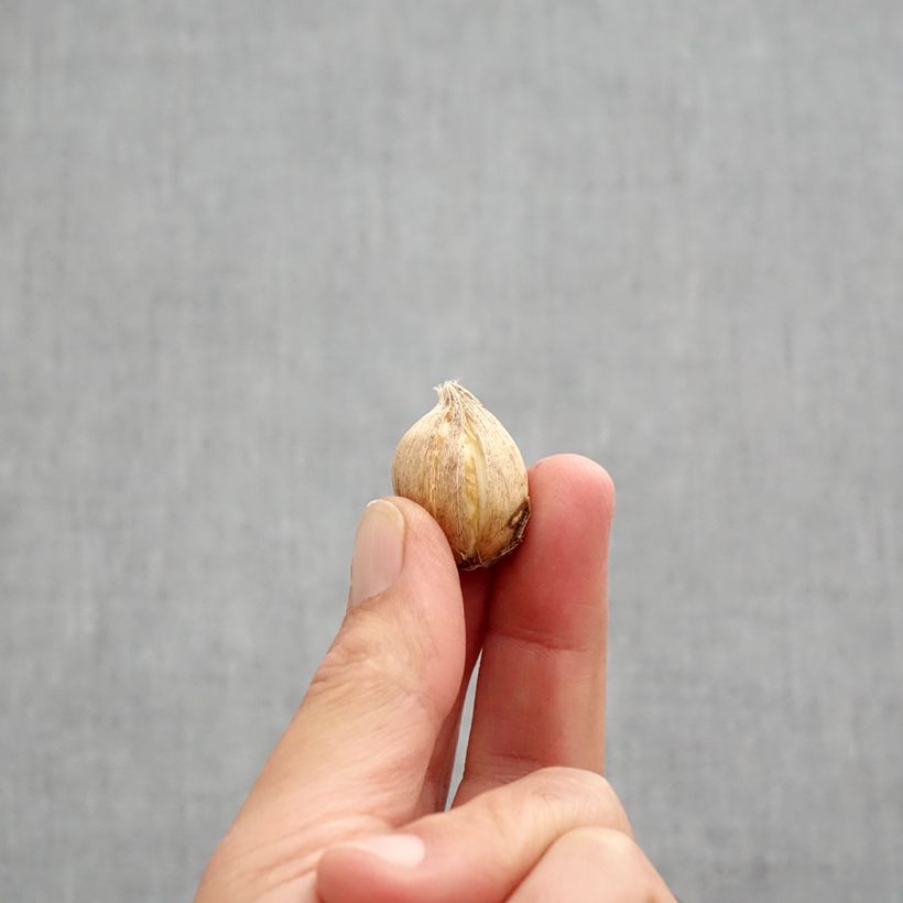 Esemplare di Iris reticulata Clairette - Giaggiolo Bulbo taglia 5+ come consegnato in autunno