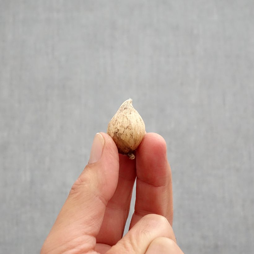 Esemplare di Iris reticulata danfordiae - Giaggiolo Bulbo taglia 5+ come consegnato in autunno