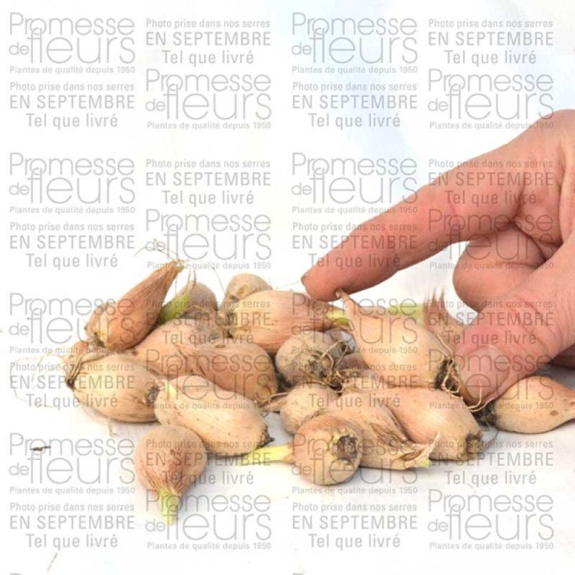 Esempio di esemplare Iris reticulata Dijt - Giaggiolo Bulbo taglia 5+ come consegnato