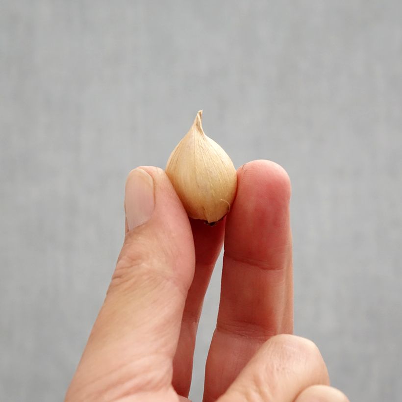 Esemplare di Iris reticulata Harmony - Giaggiolo Bulbo taglia 6+ come consegnato in autunno